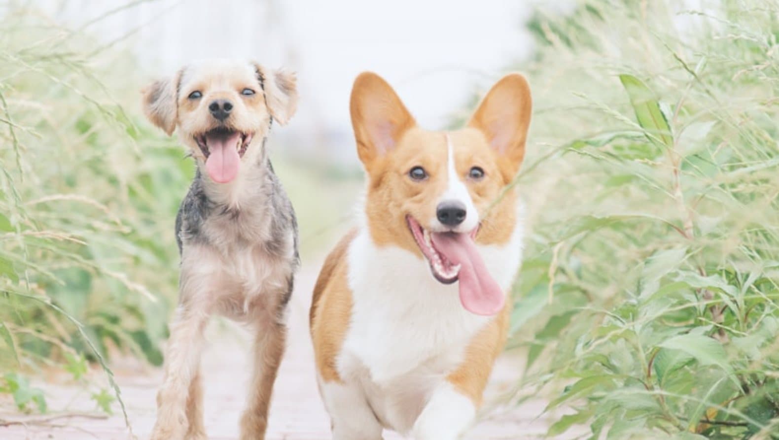 Two happy dogs running toward the camera on a grassy path