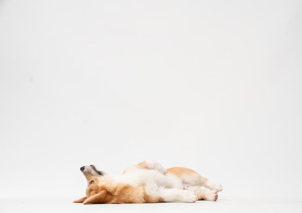 A corgi resting happily on its back