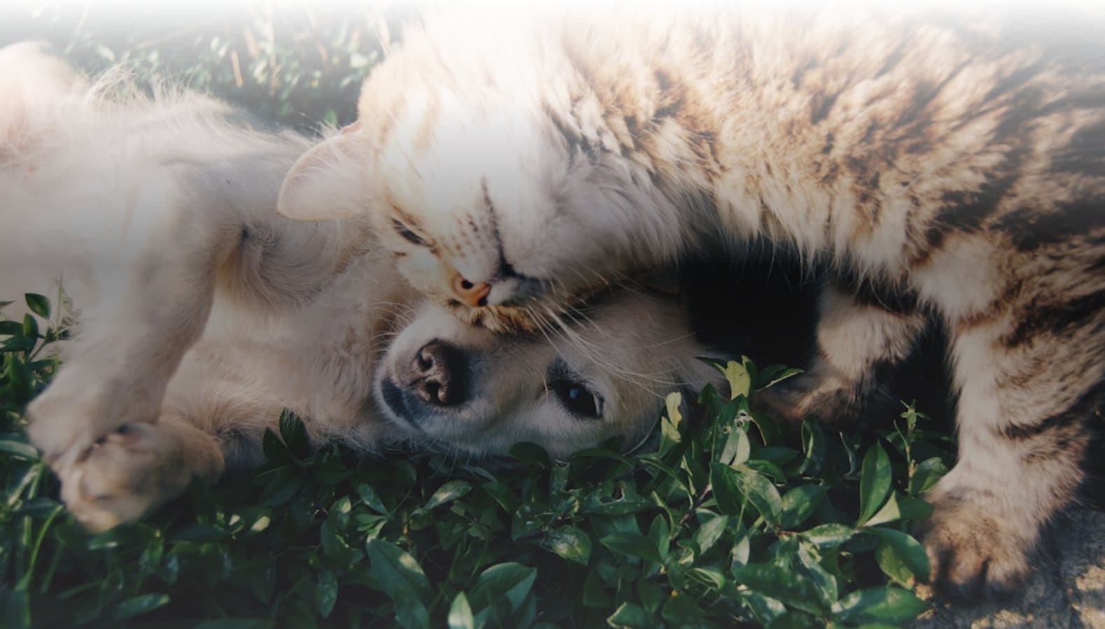 A cat and a dog nestled together in the grass