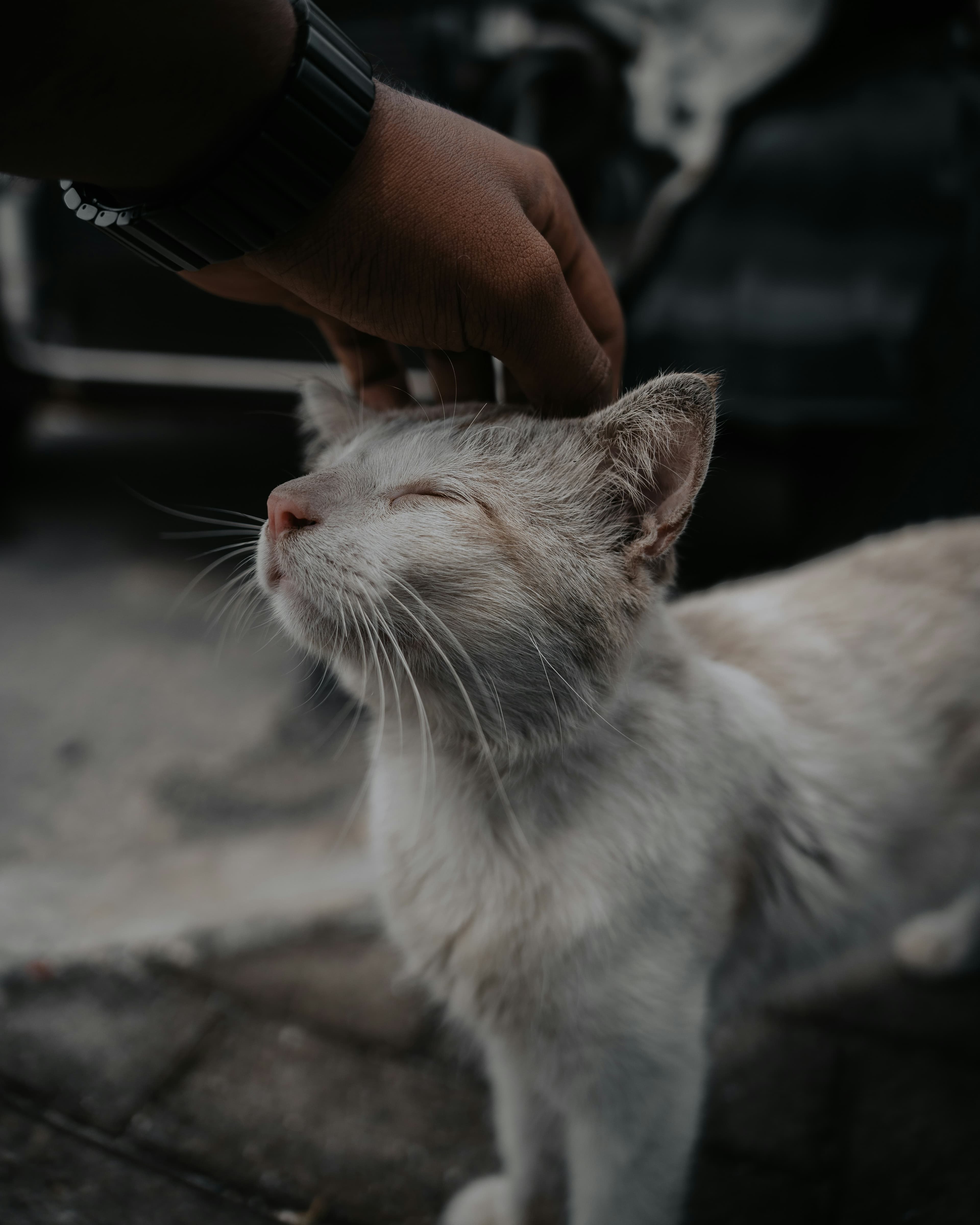 A calm animal moment